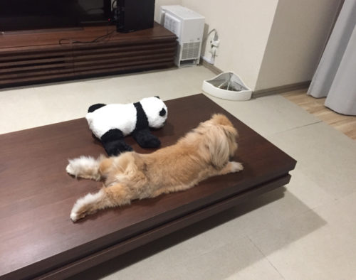 うさぎ