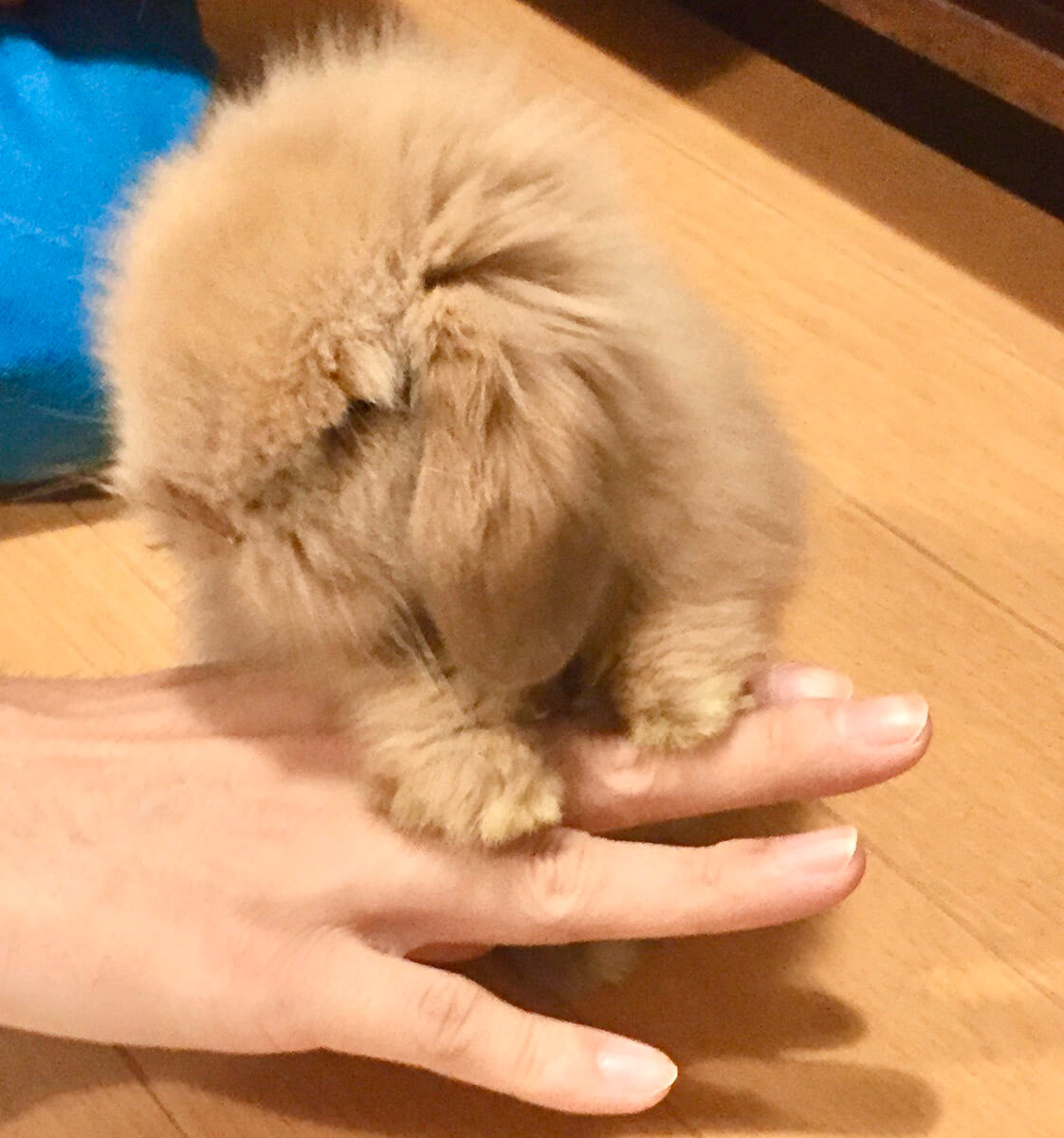 うさぎ