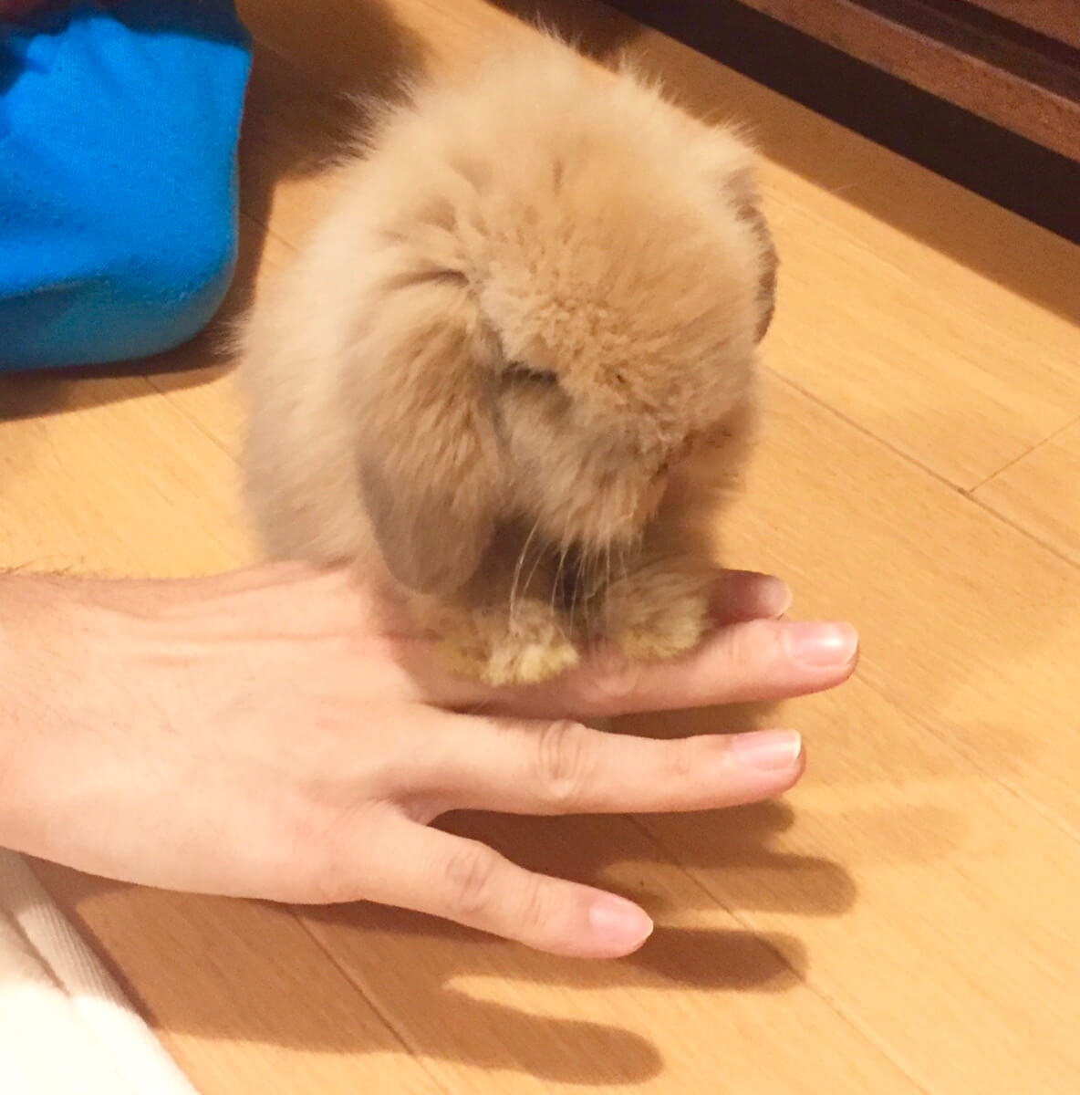 うさぎ