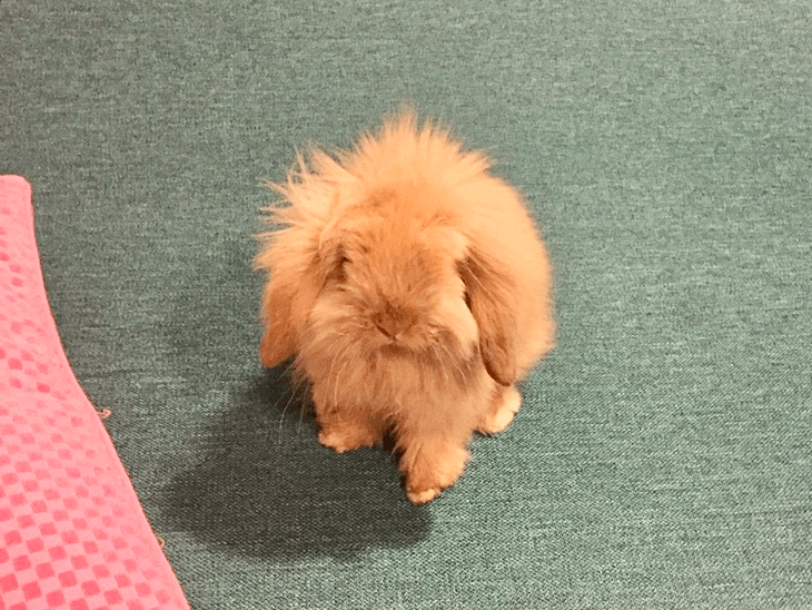 うさぎ