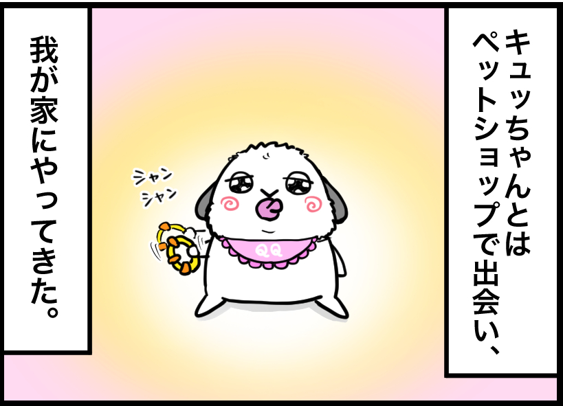 うさぎの写真