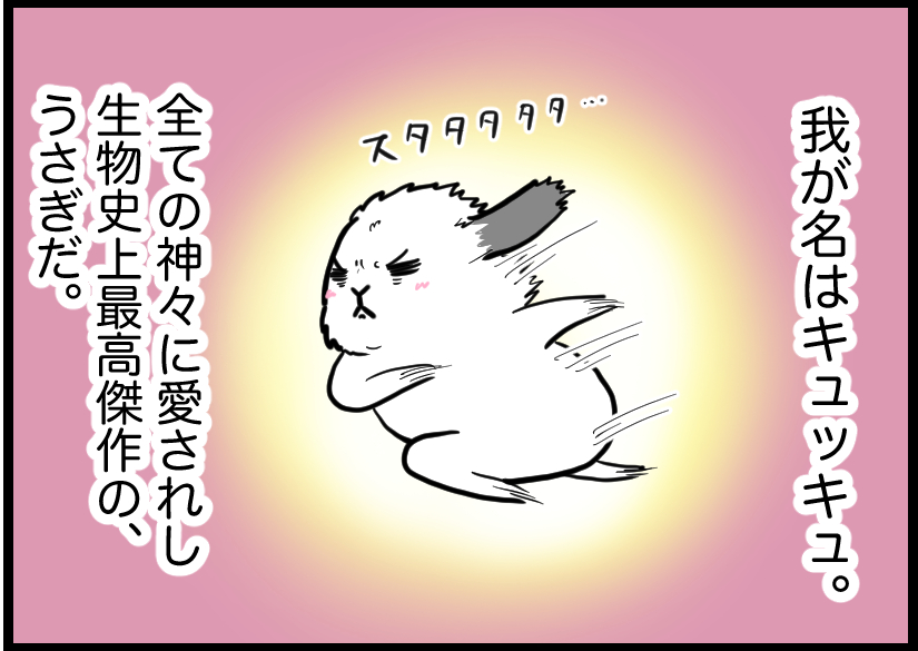うさぎの写真