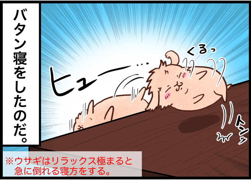 うさぎの写真