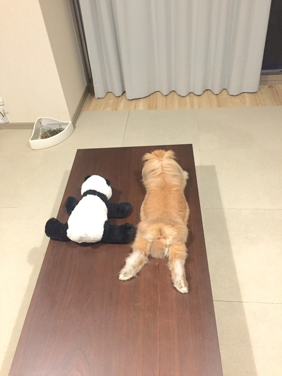 うさぎの写真
