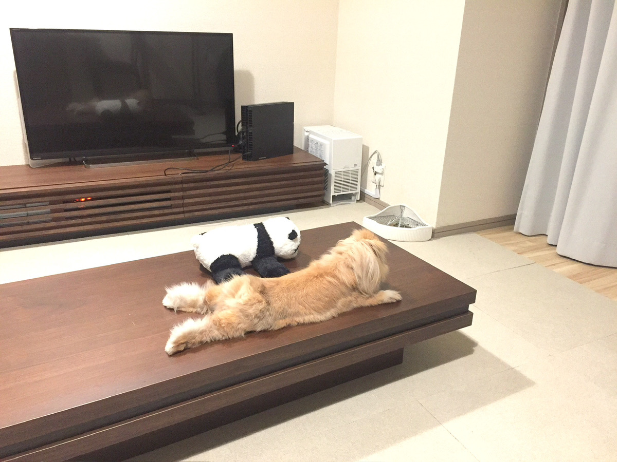 うさぎの写真