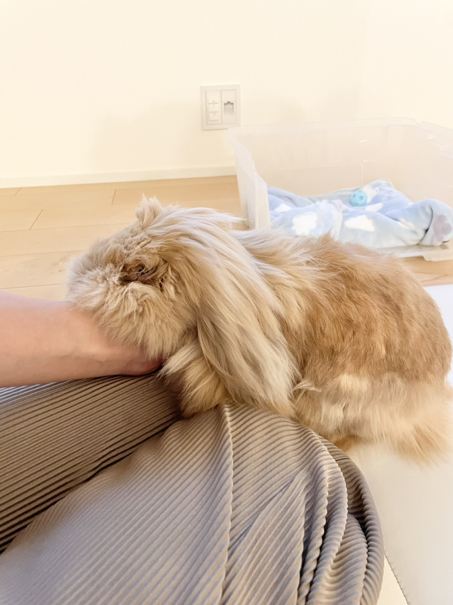 うさぎの写真