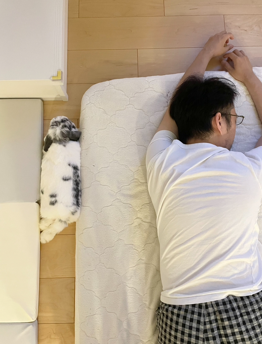 うさぎの写真