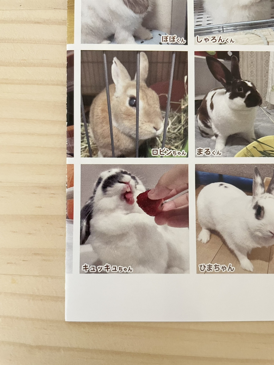 うさぎの写真