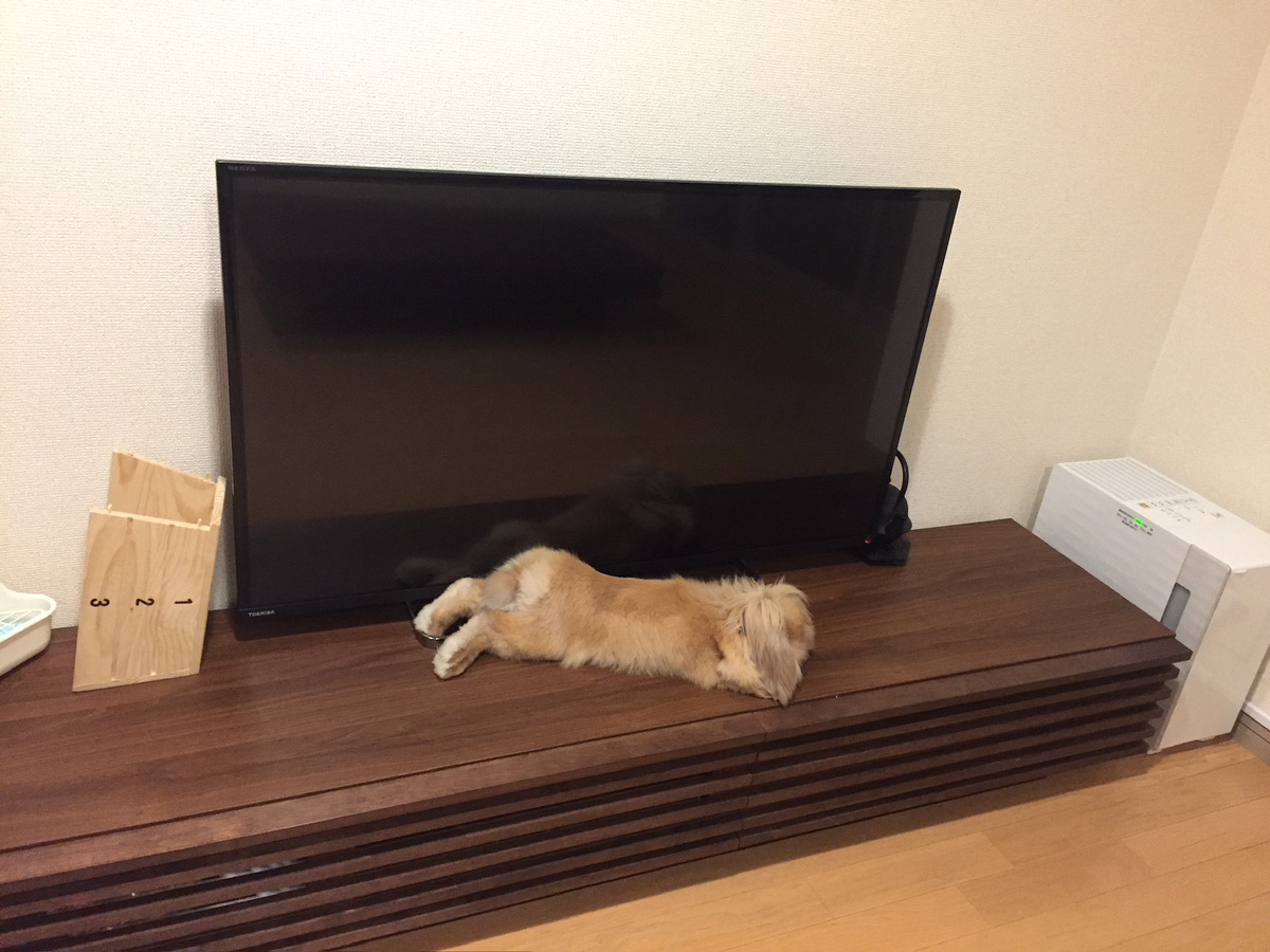 うさぎの写真