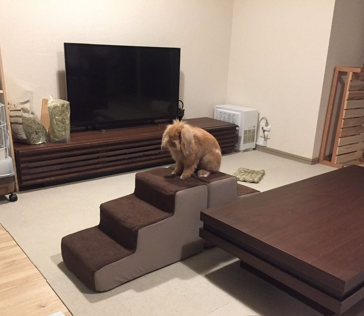 うさぎの写真