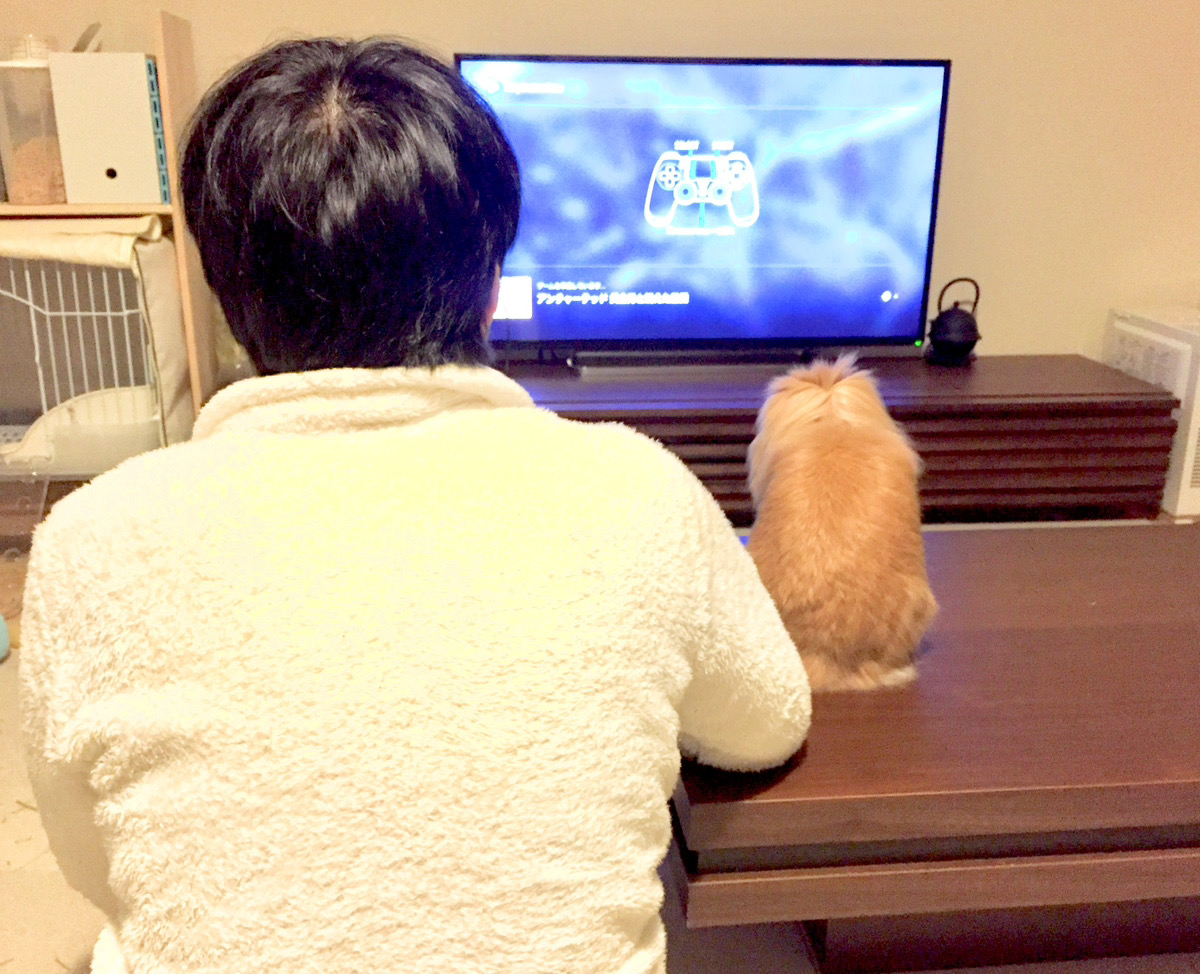 うさぎの写真