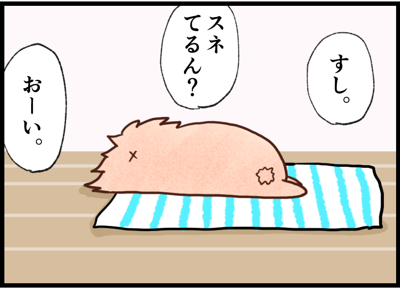 うさぎの写真