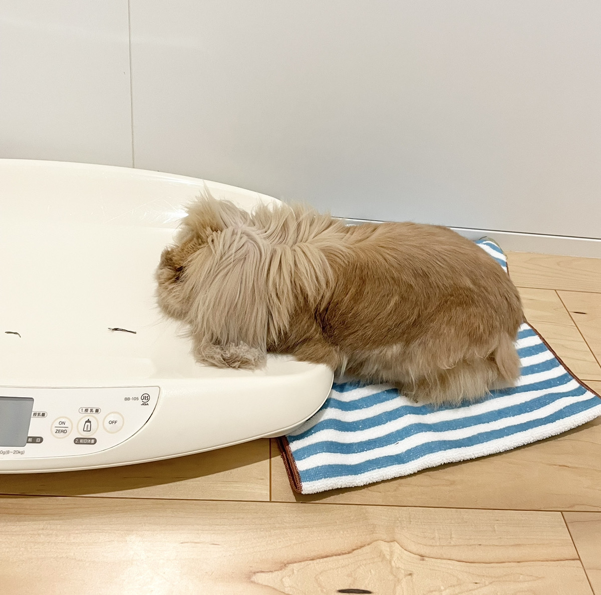 うさぎの写真