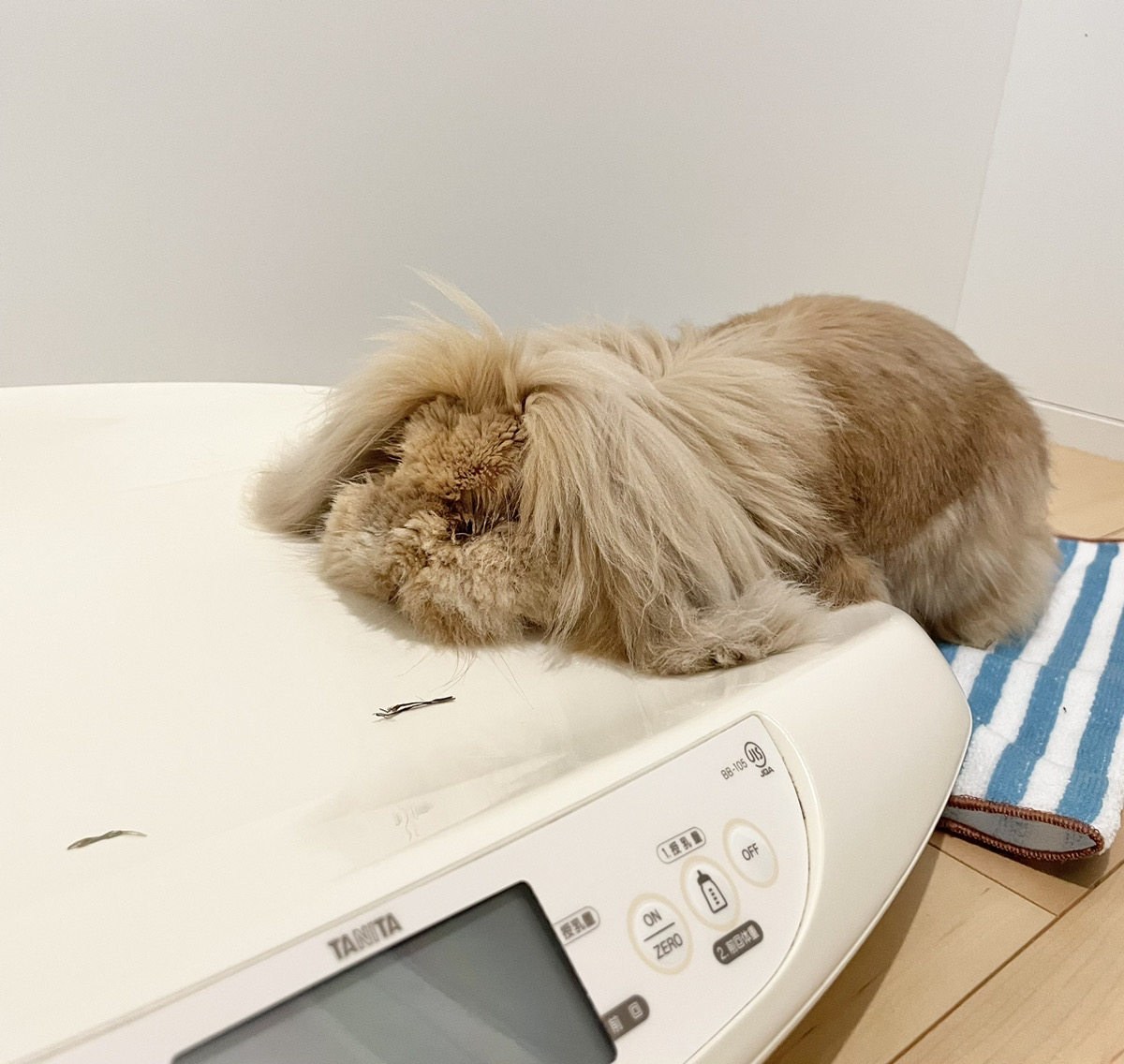 うさぎの写真