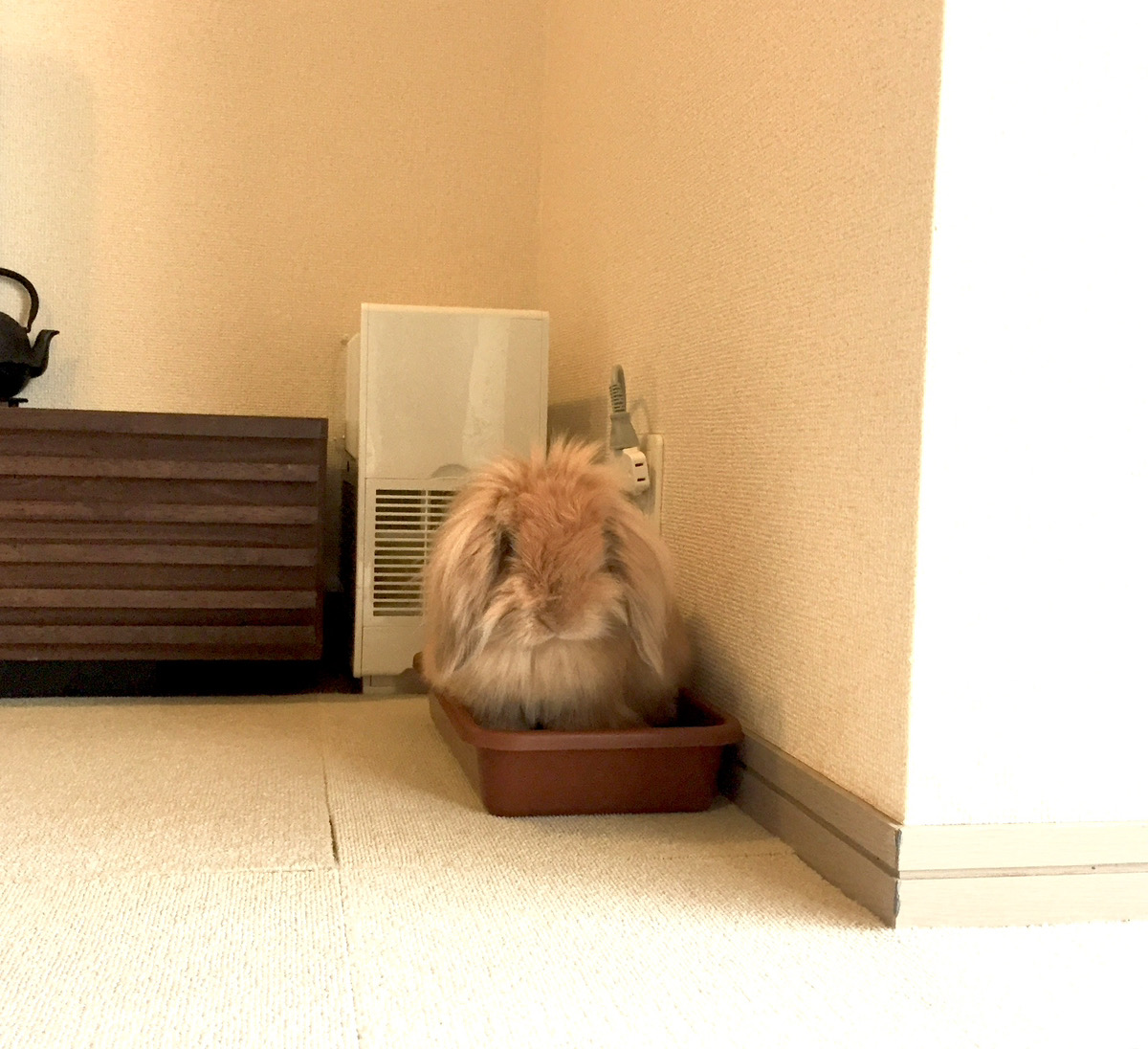 うさぎの写真