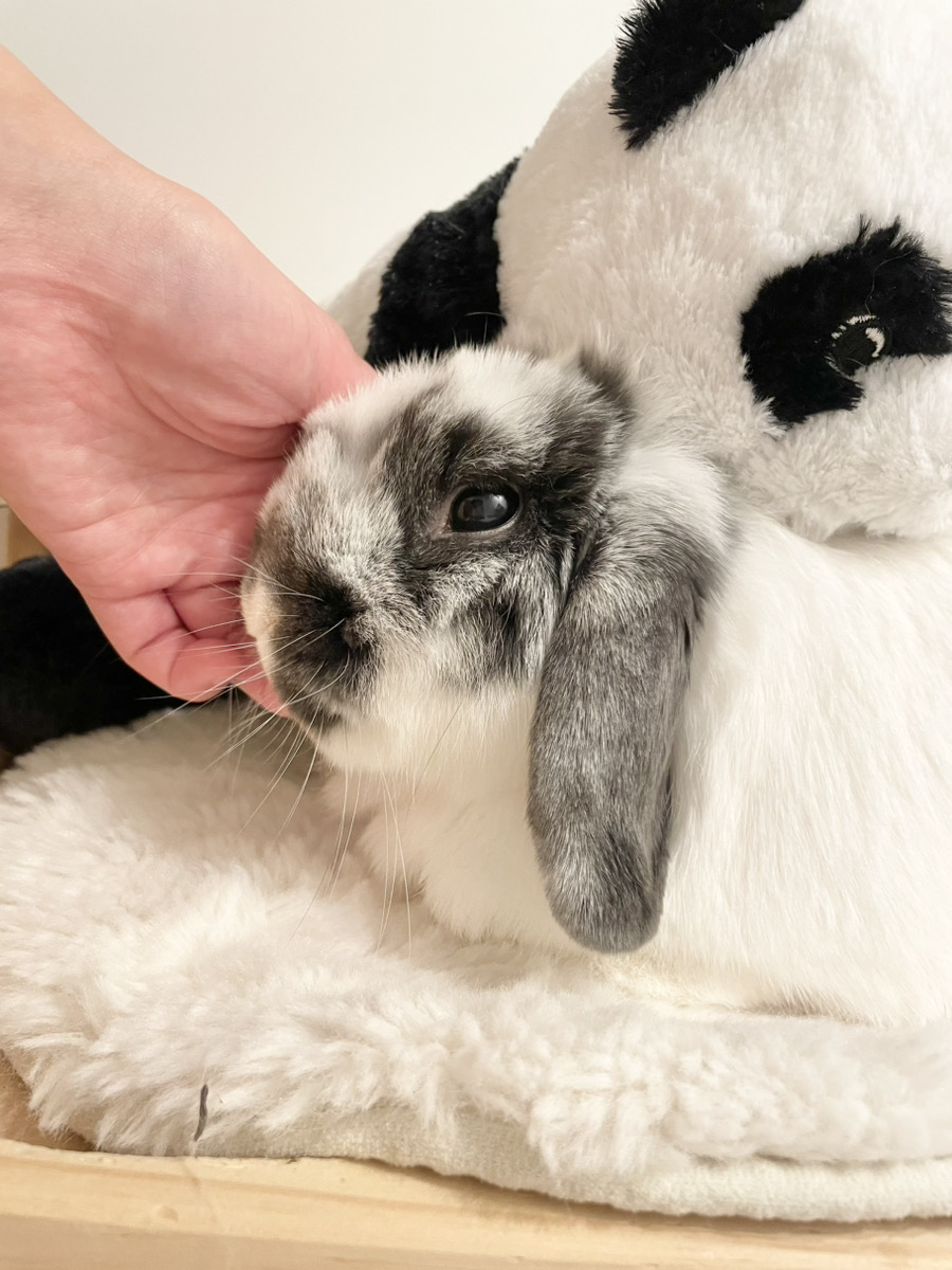 うさぎの写真