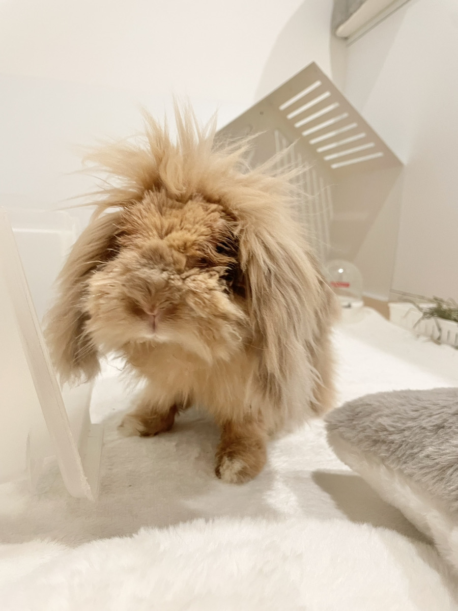 うさぎの写真