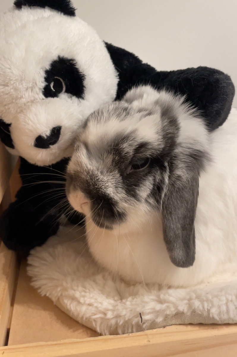 うさぎの写真