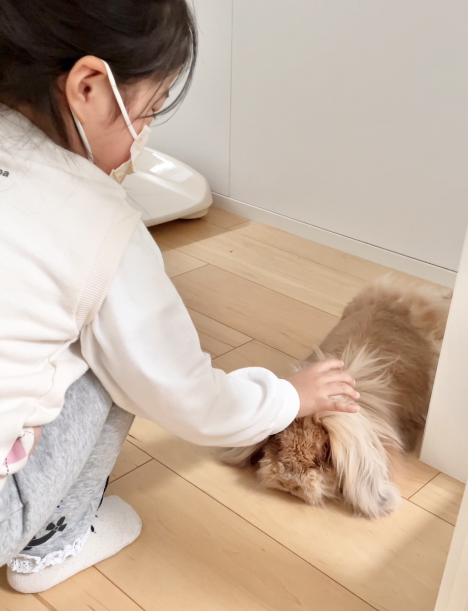 うさぎの写真