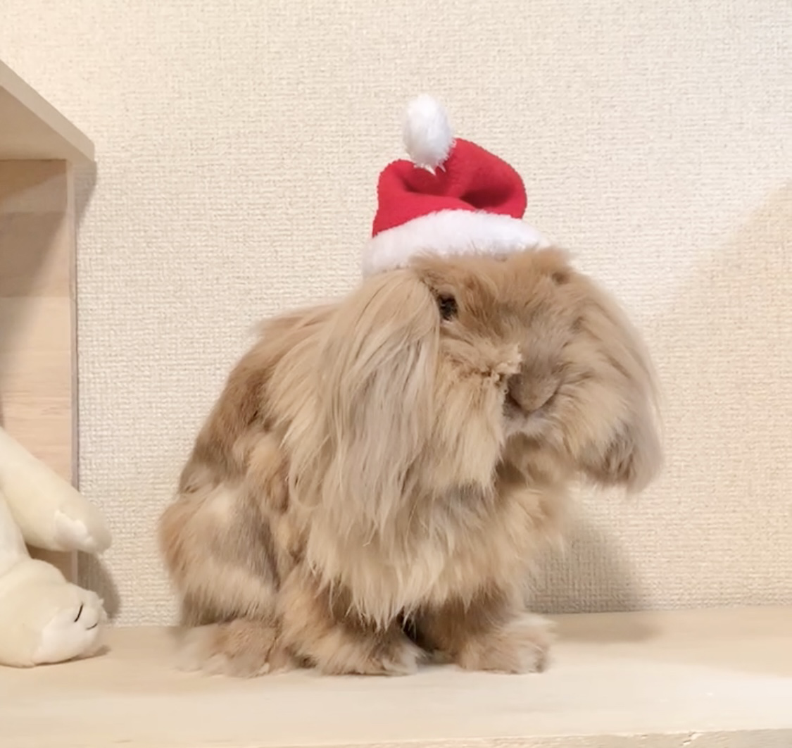 うさぎの写真