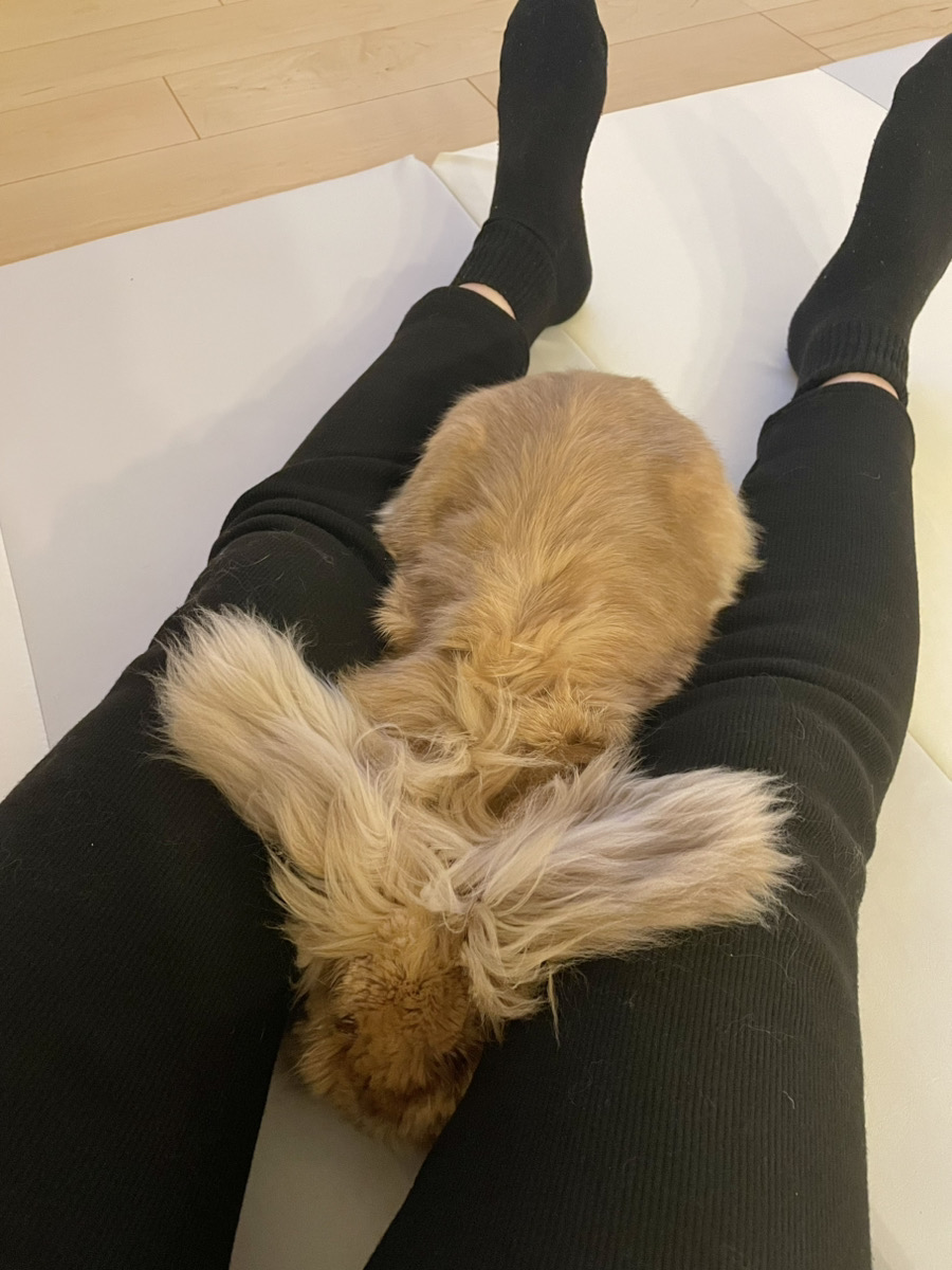 うさぎの写真