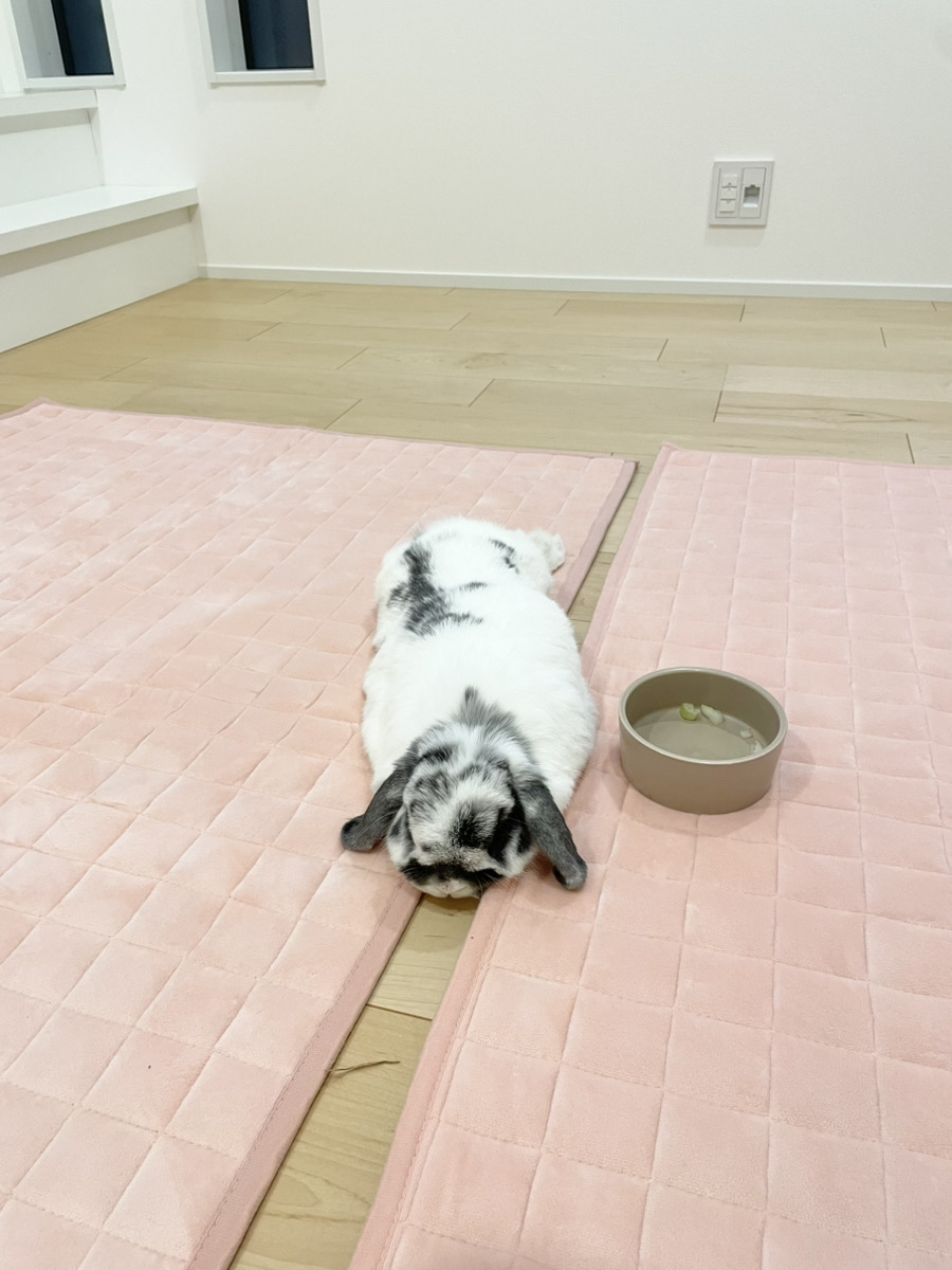 うさぎの写真
