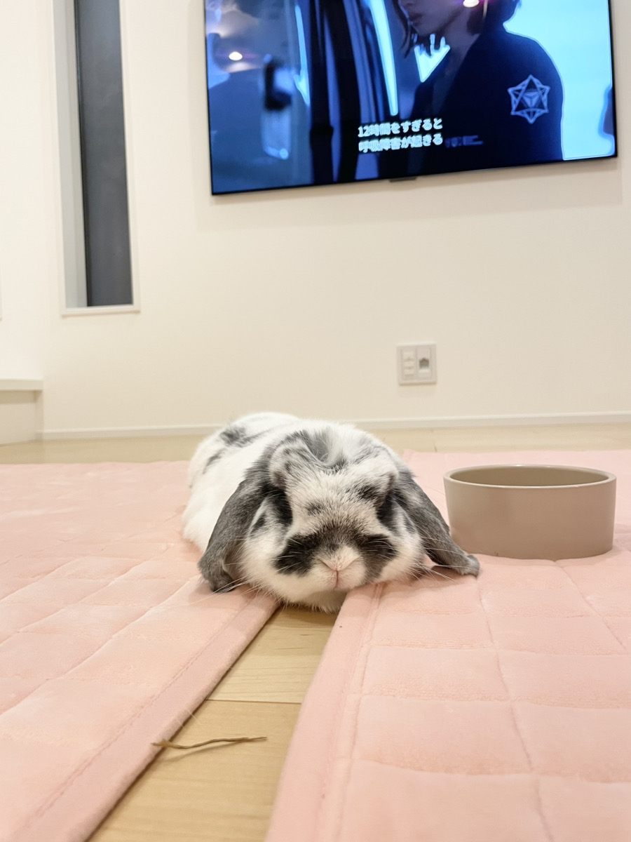 うさぎの写真