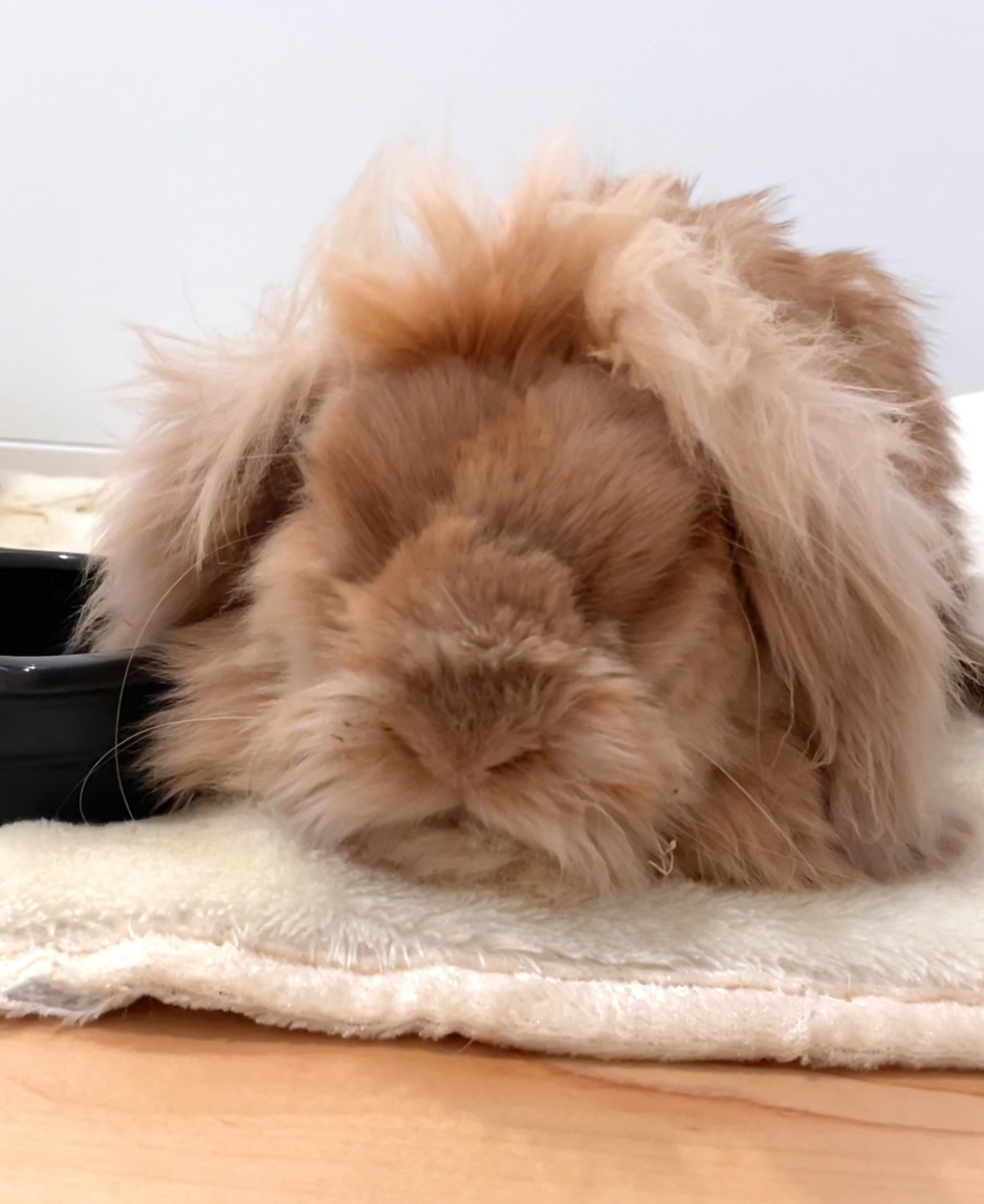 うさぎの写真
