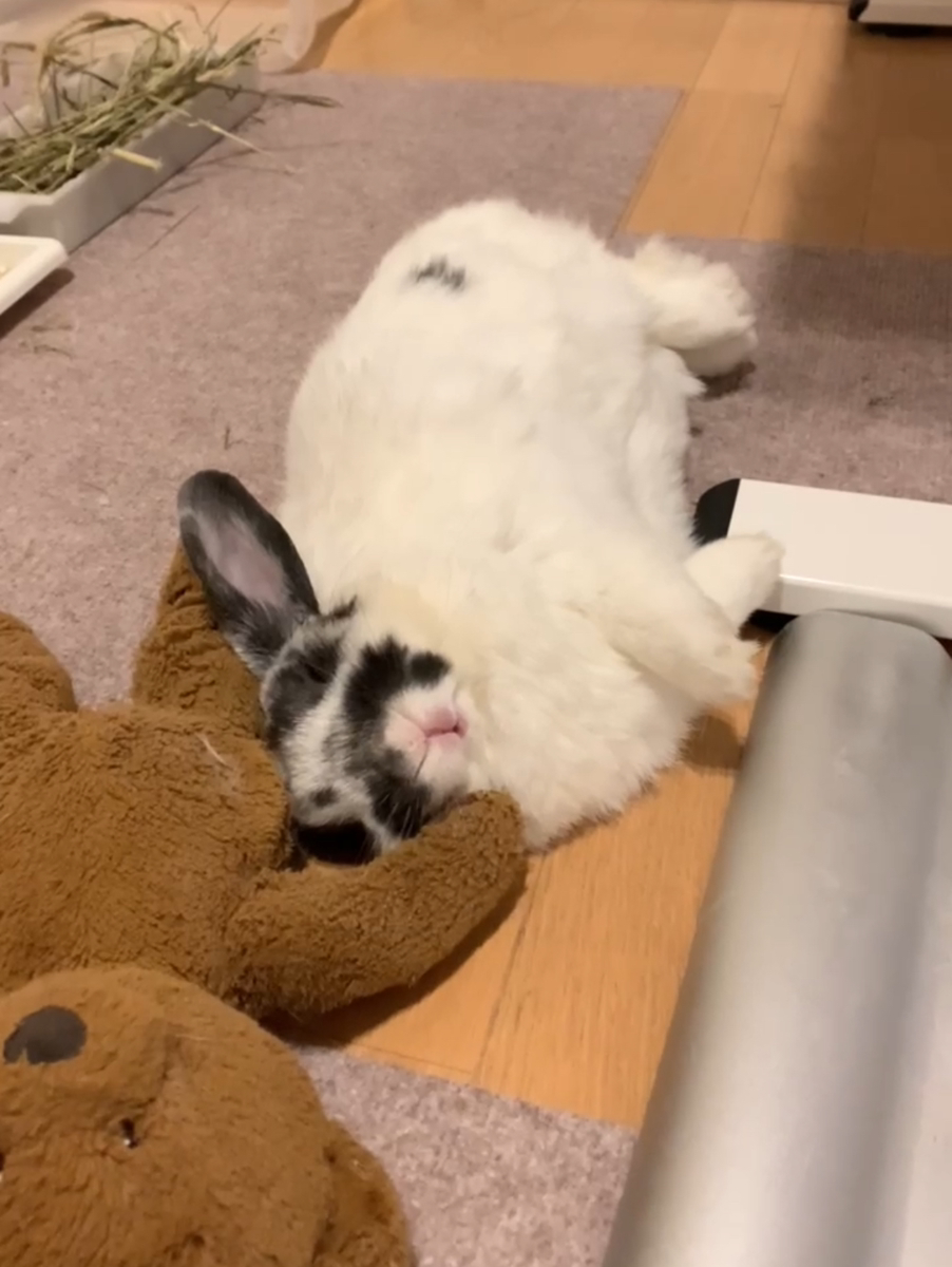 うさぎの写真