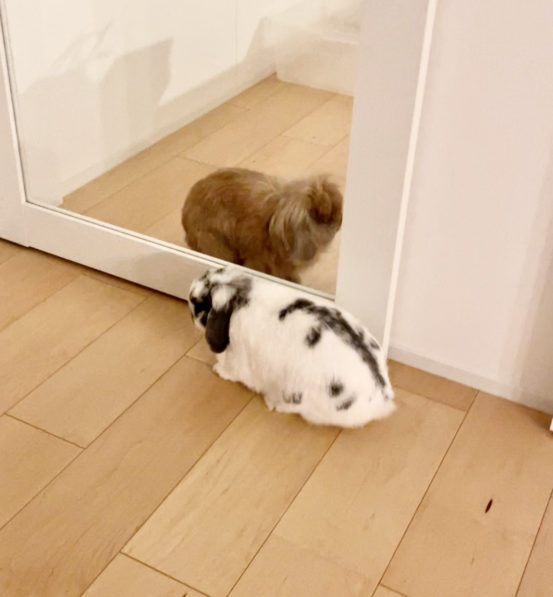 うさぎの写真