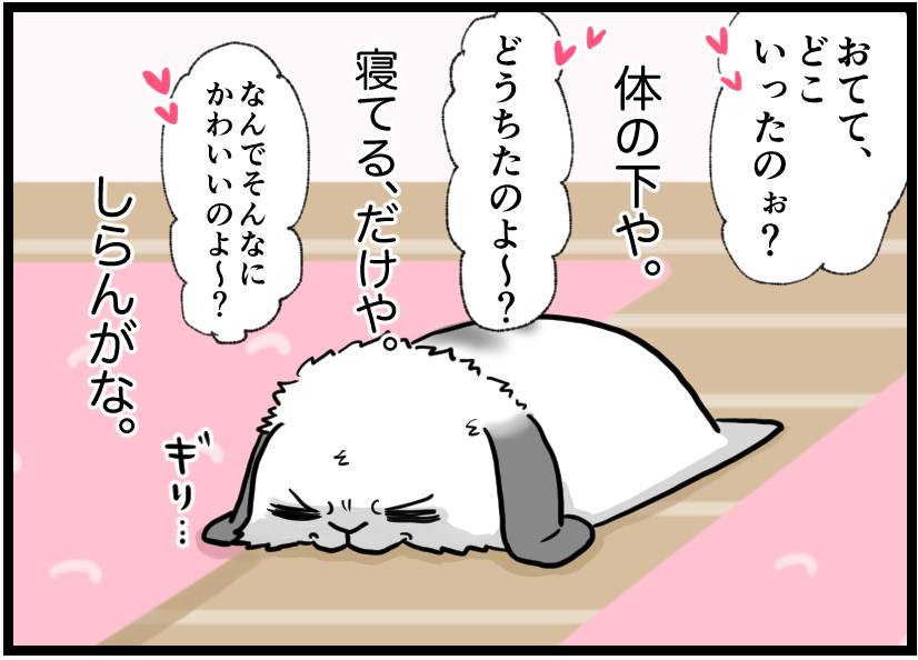 うさぎの写真