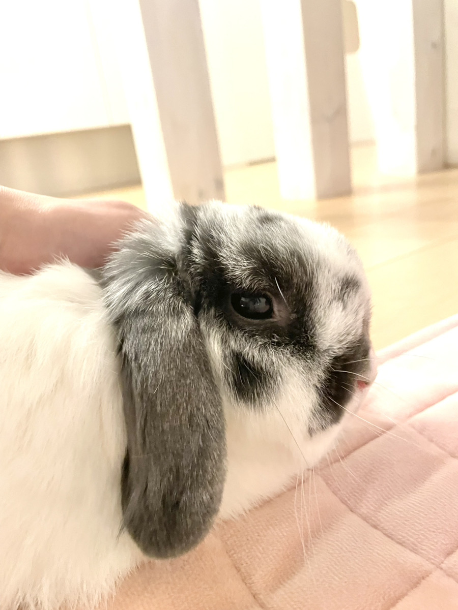 うさぎの写真