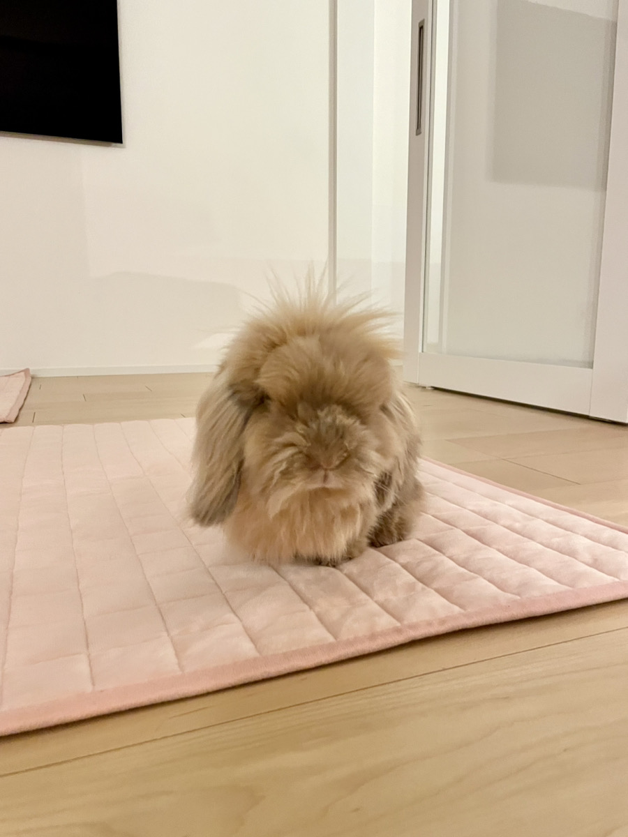 うさぎの写真