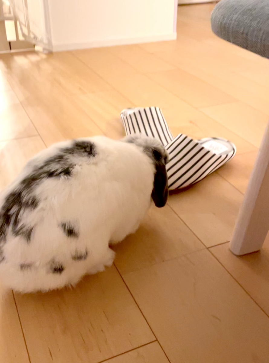 うさぎの写真