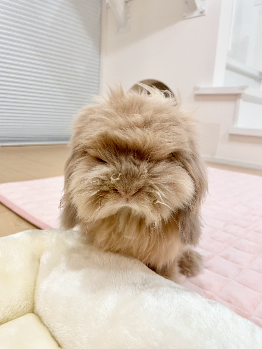 うさぎの写真