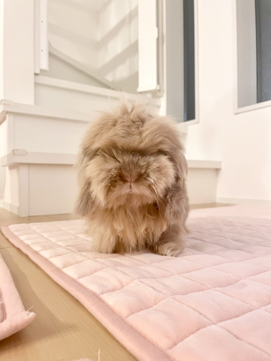 うさぎの写真