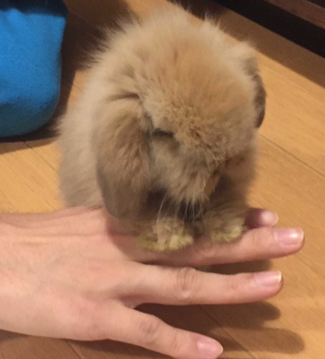 うさぎの写真