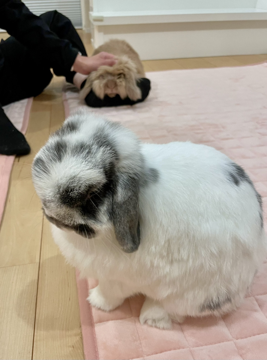 うさぎの写真