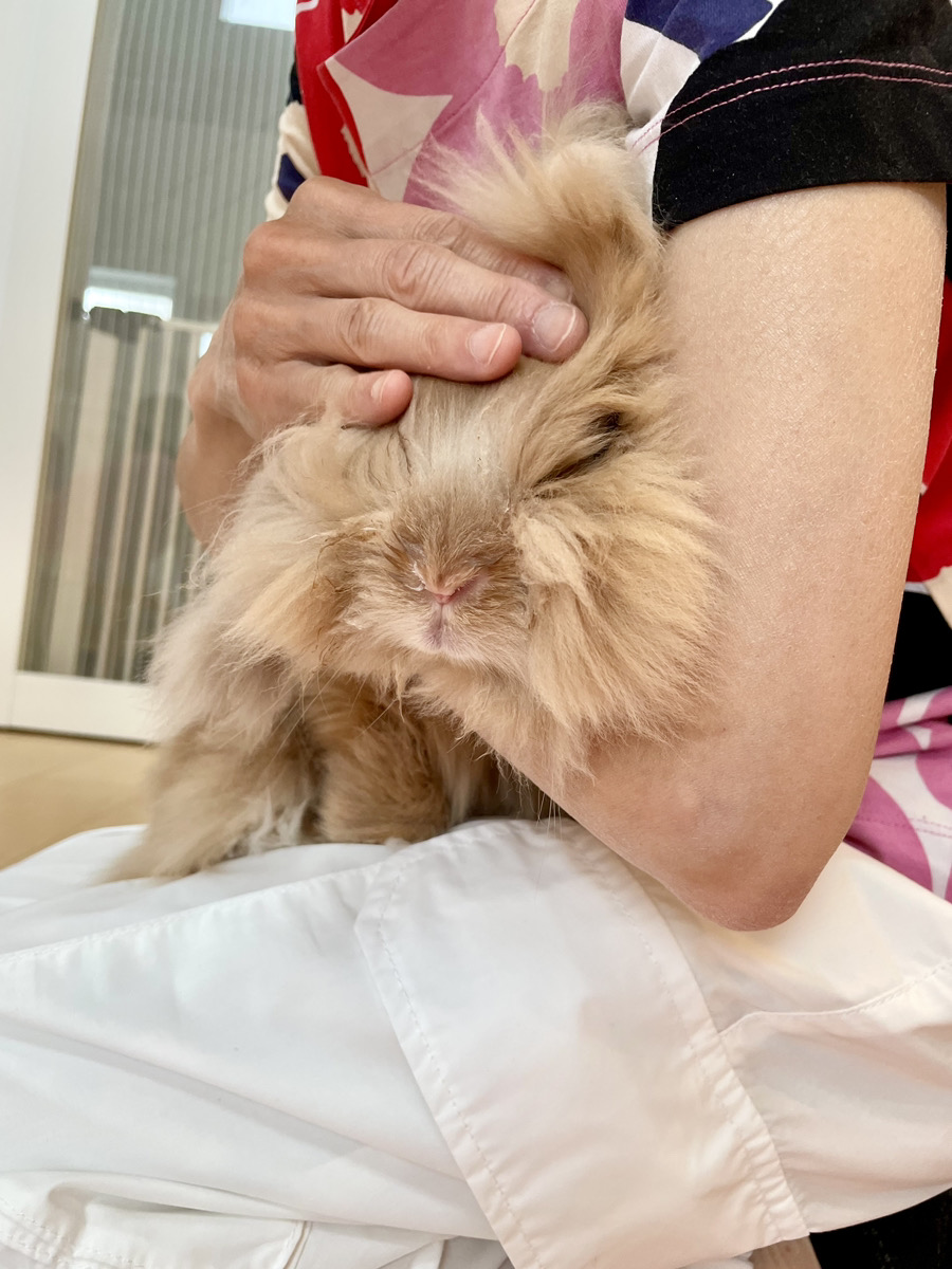 うさぎの写真