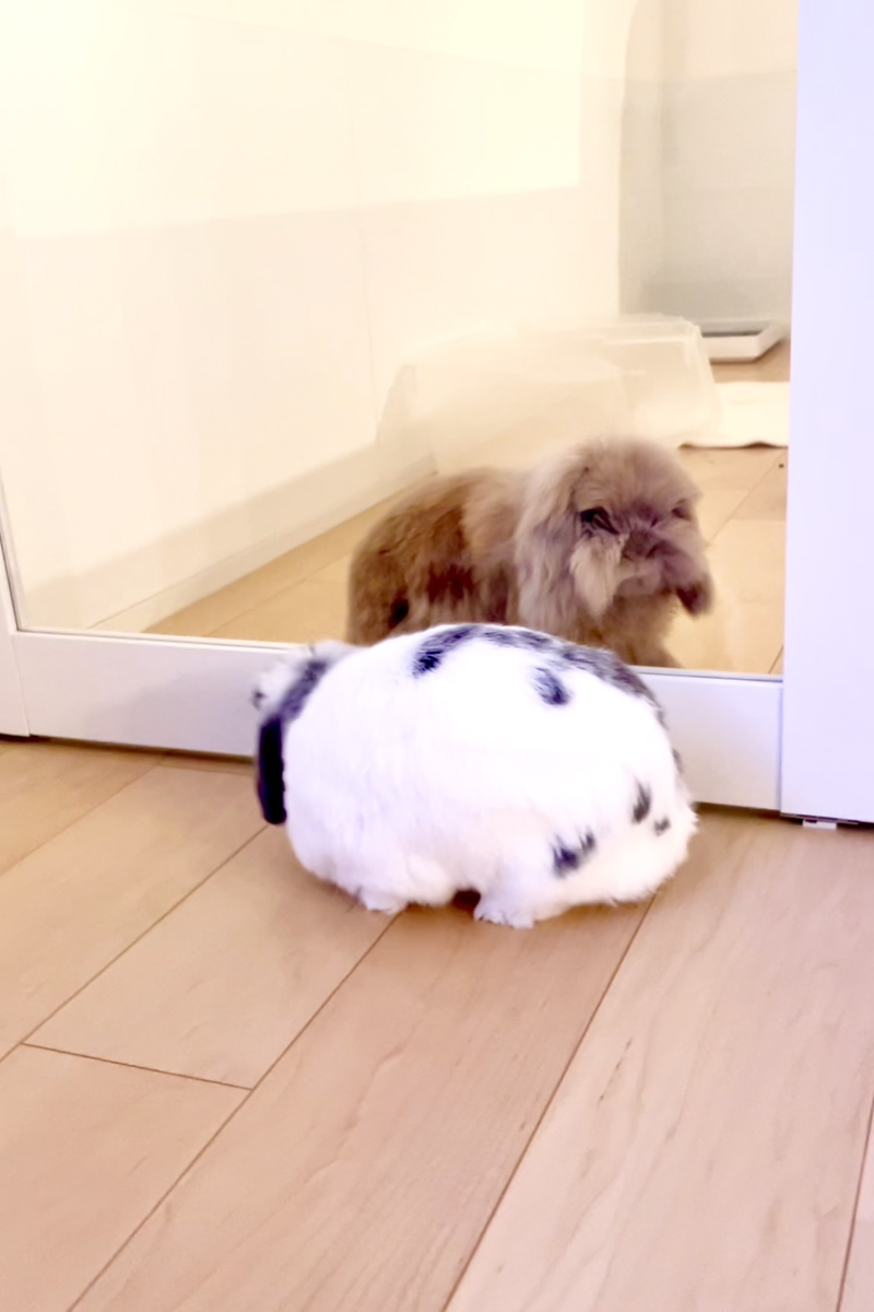 うさぎの写真