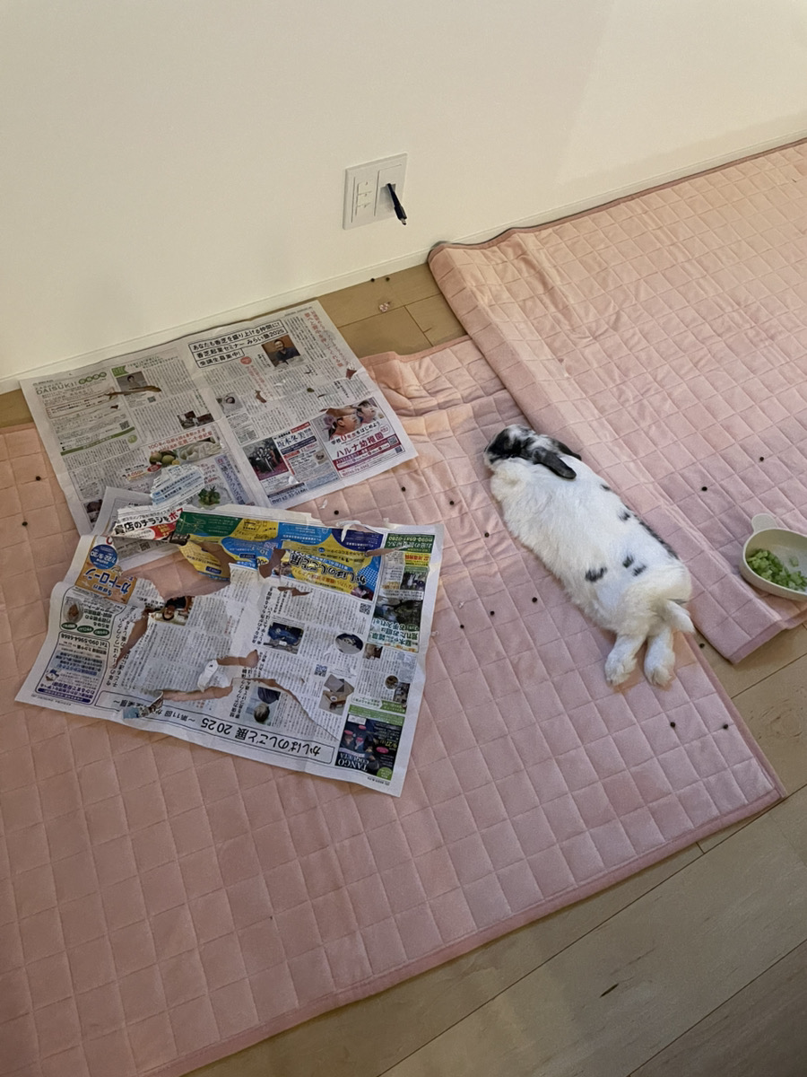 うさぎの写真