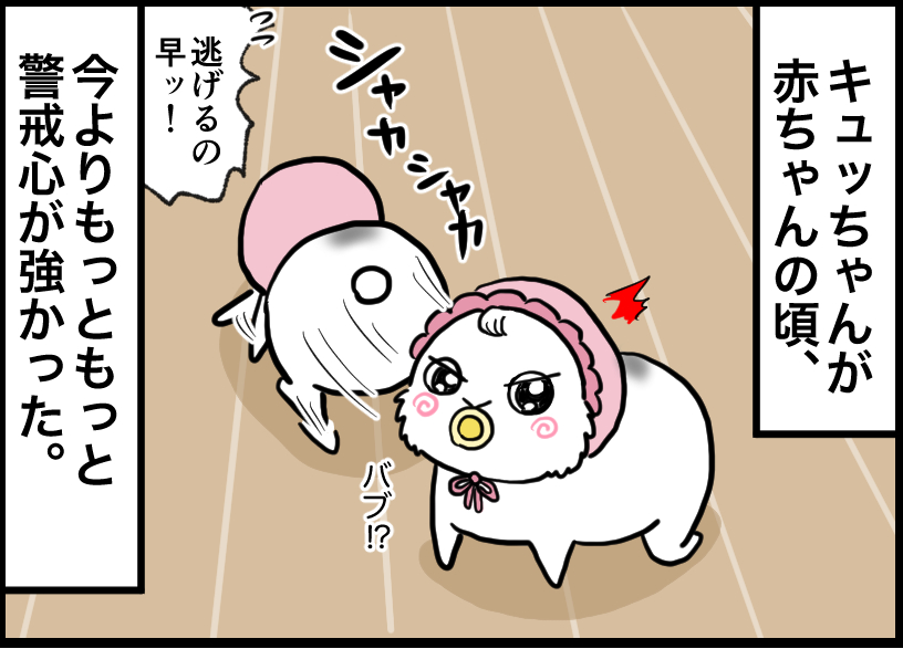 うさぎの写真