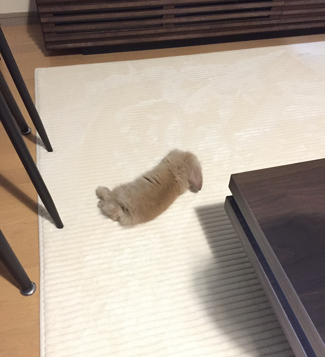 うさぎの写真