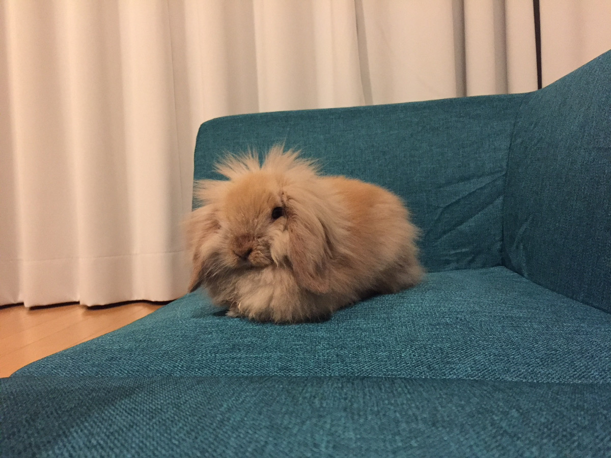 うさぎの写真