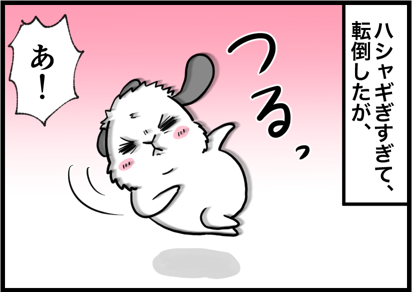うさぎの写真