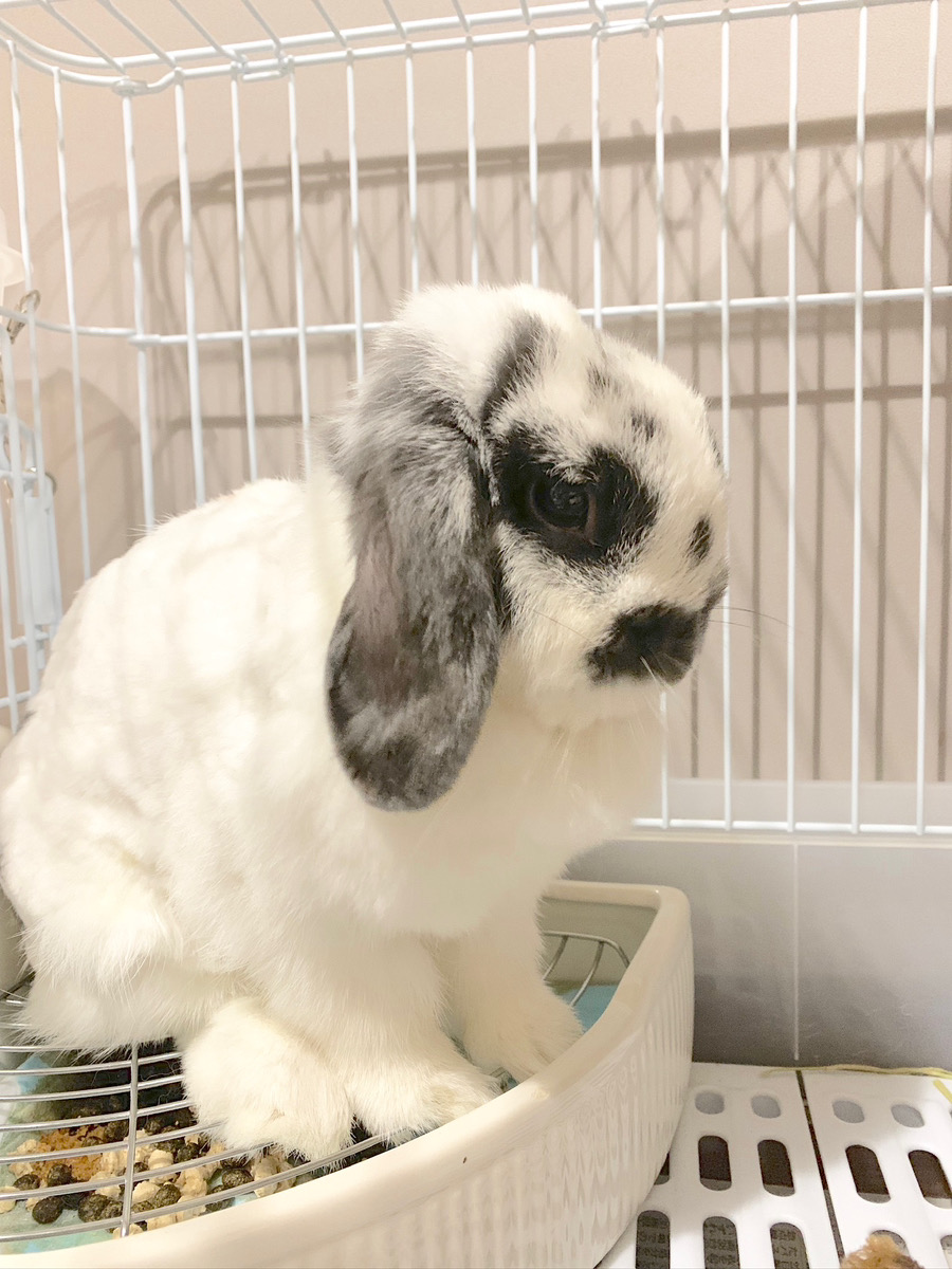 うさぎの写真