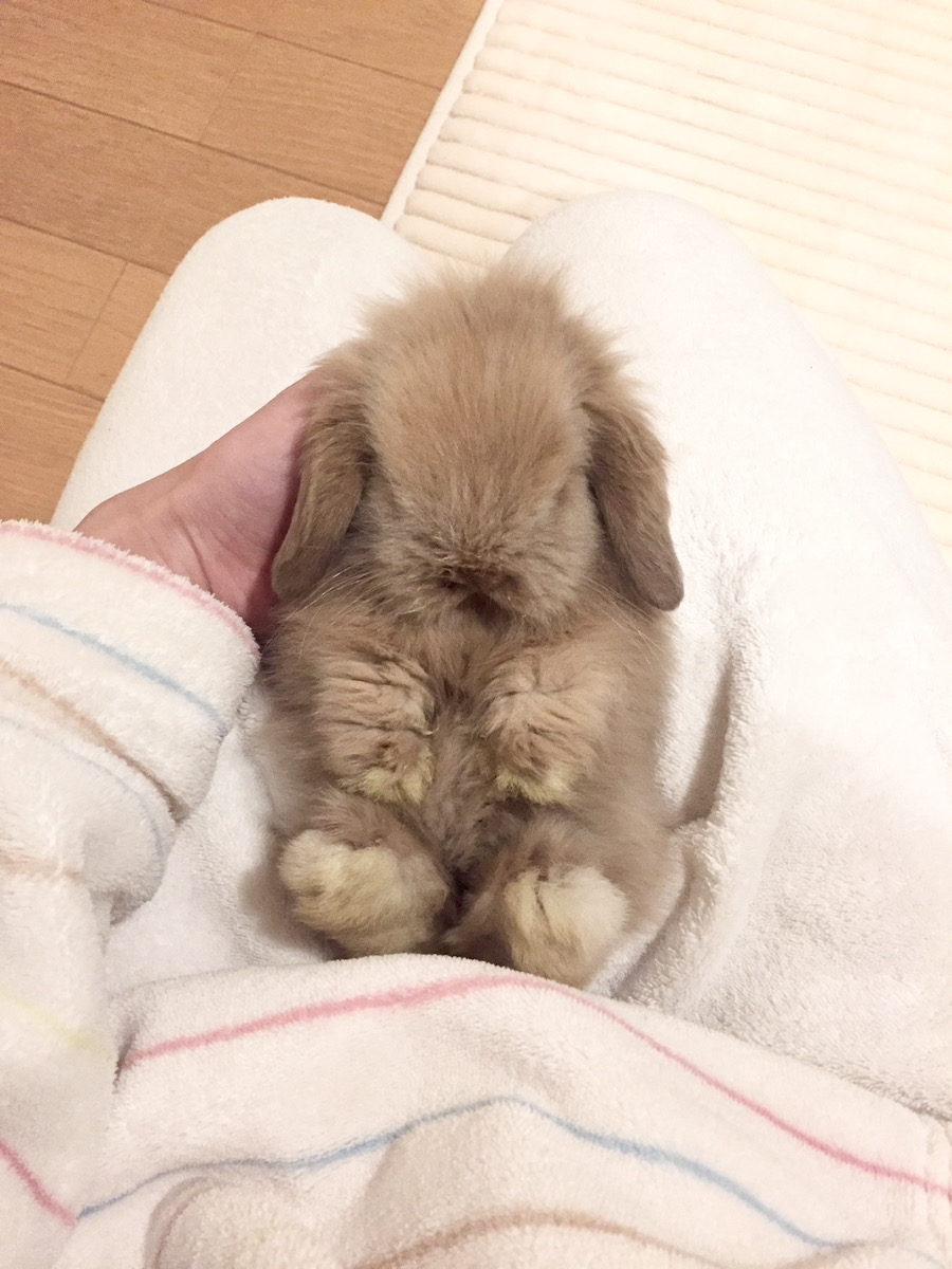 うさぎの写真