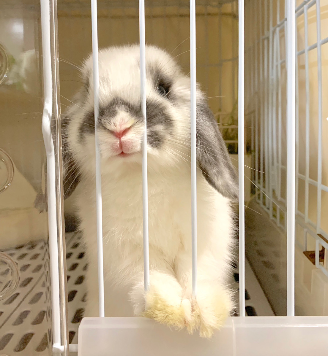 うさぎの写真