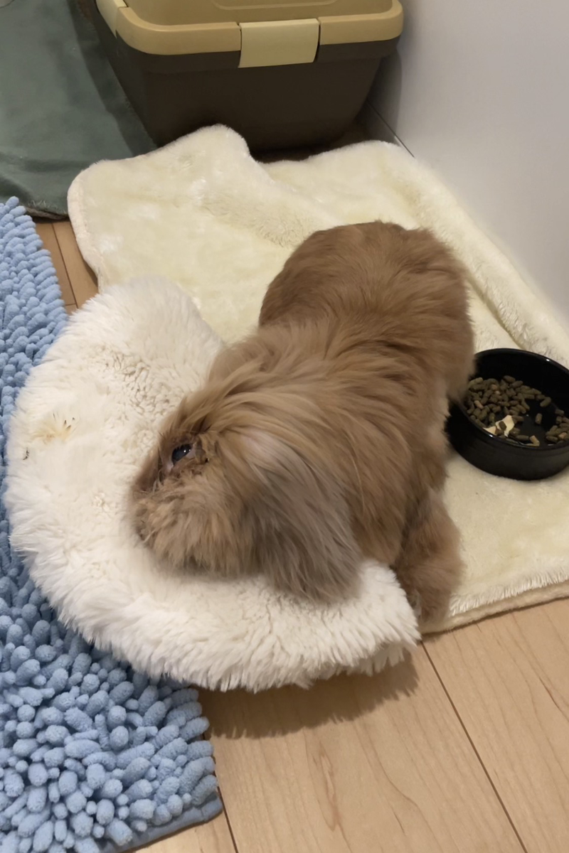 うさぎの写真