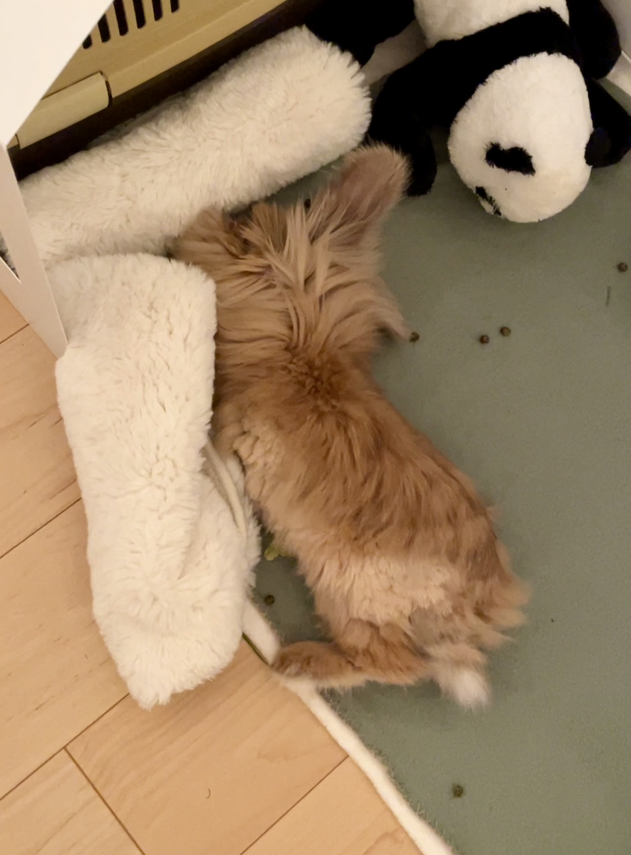 うさぎの写真